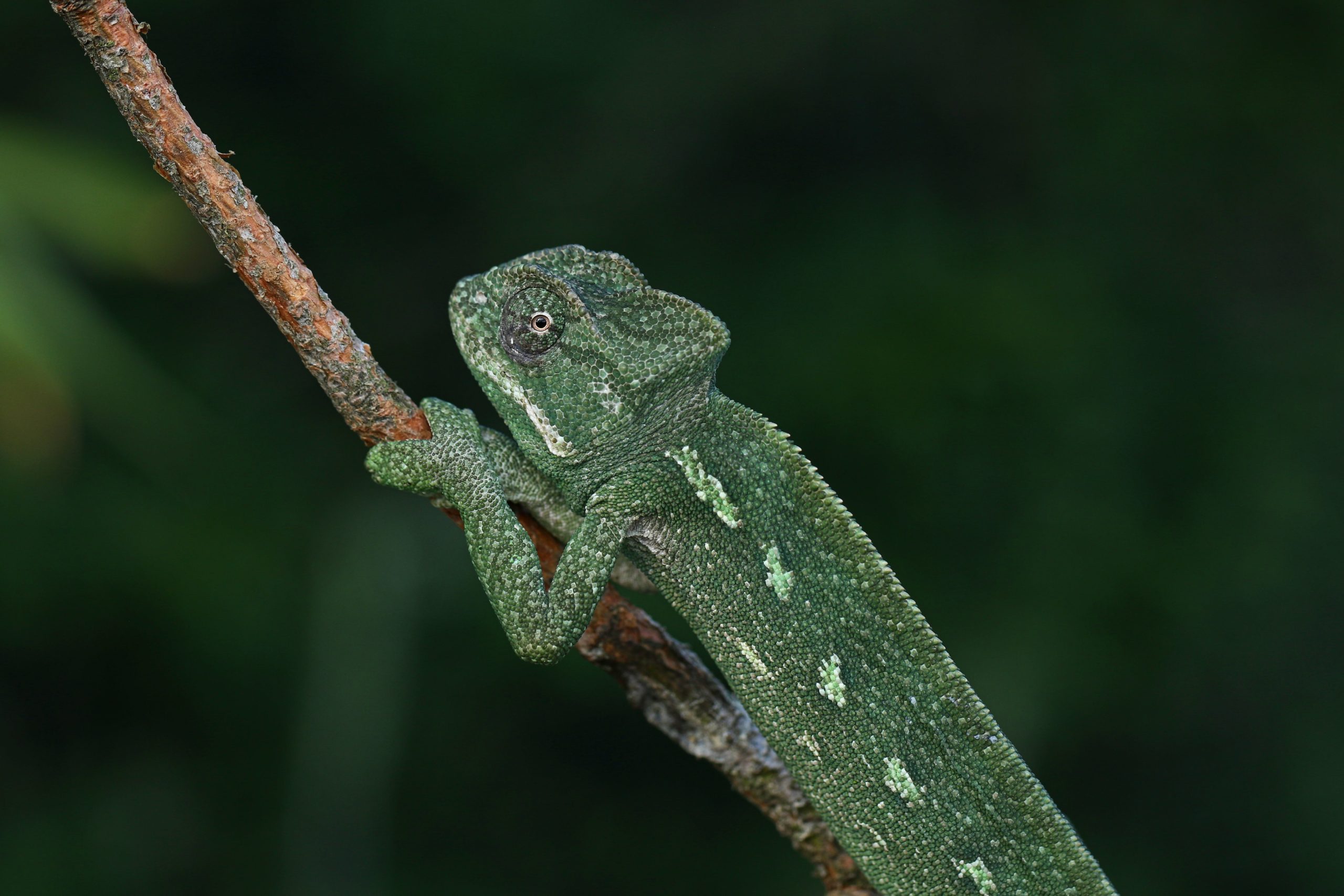 Chameleon africký_DK_2022 (6)(1)-min